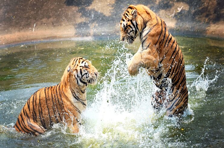 Amazing & Interesting Facts about Madhya Pradesh Wildlife