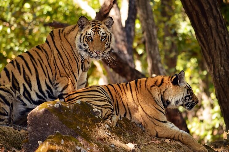 Tiger Conservation Efforts