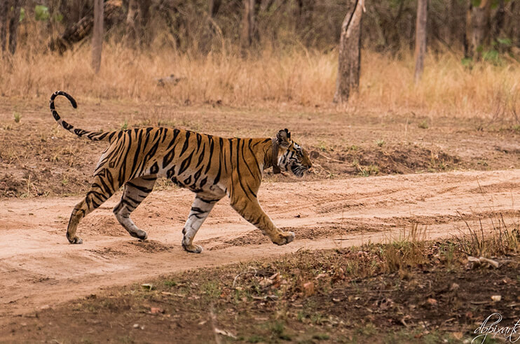 Tigress T1- Panna Tiger Reserve