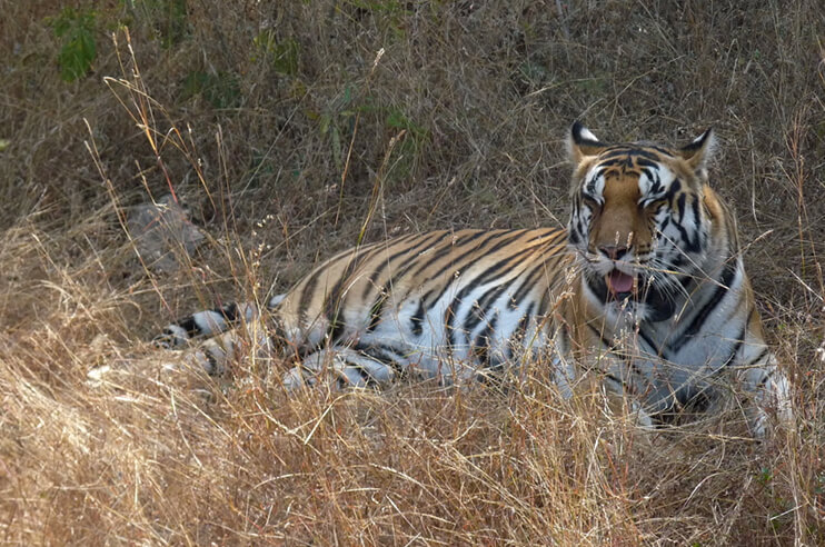 Panna Tiger Resting