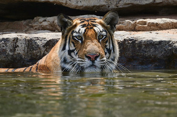 Panna Tiger under water