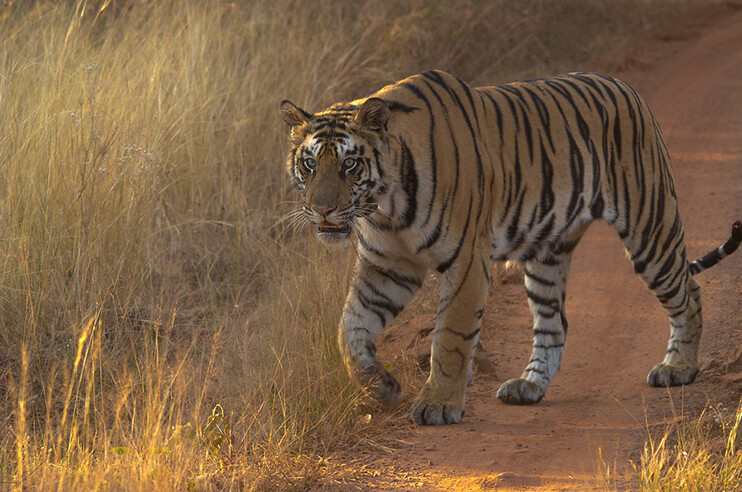 Panna Tiger