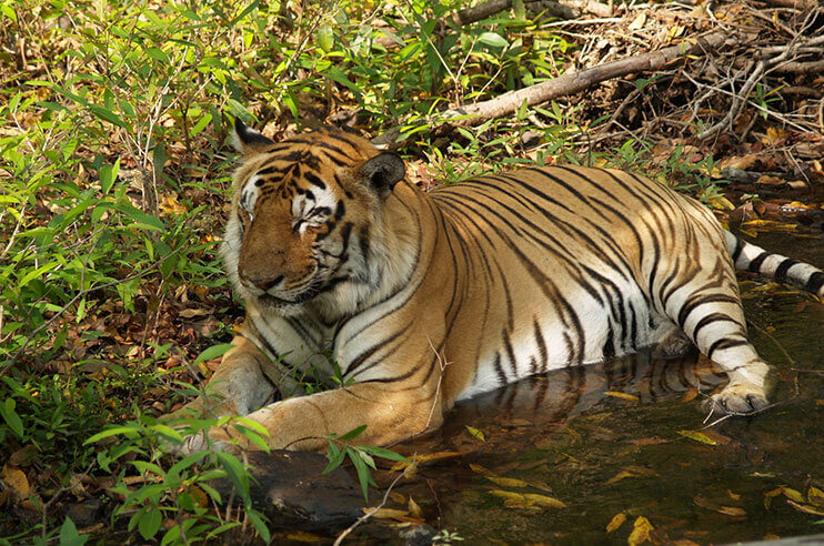 Panna National Park Feature