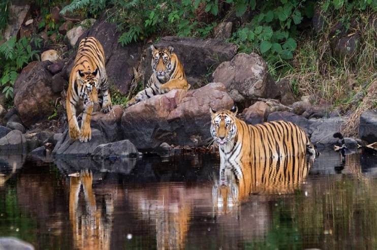 Panna Tiger Reserve