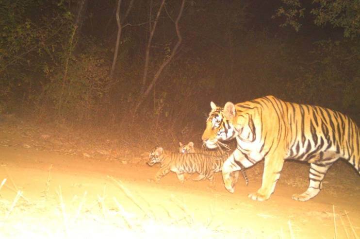 Tigress P 213(62) of Panna Tiger Reserve have given birth to it's first litter of 2 cubs