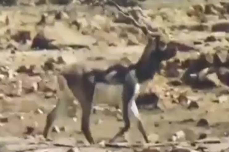Blackbuck Reported in Panna Tiger Reserve