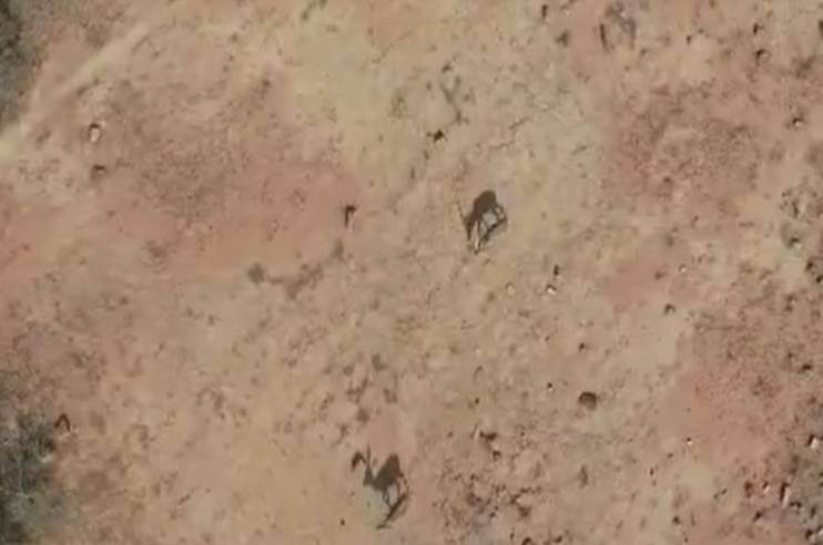 Blackbuck found in Panna National Park