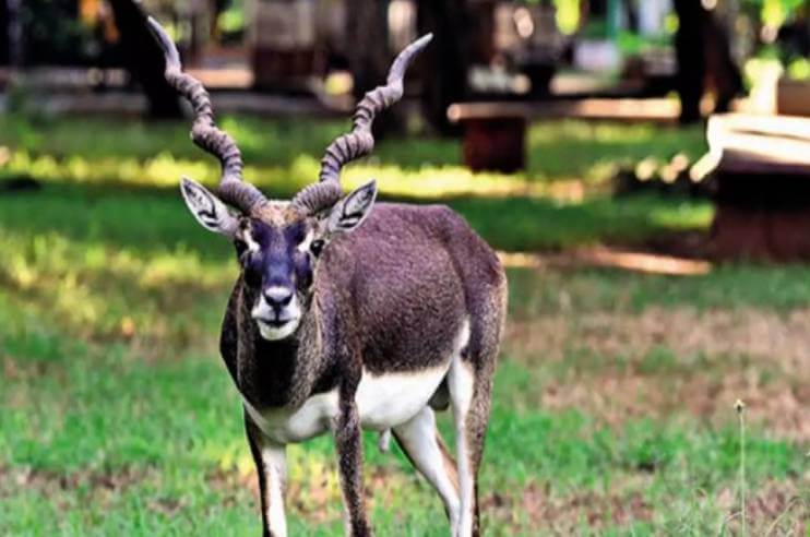 Blackbuck