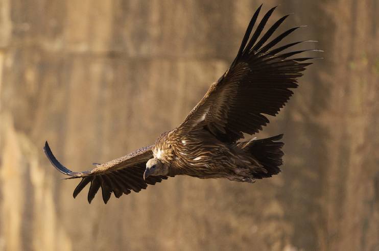 Panna National Park Vulture