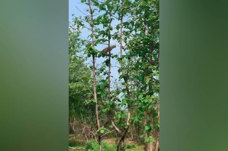 Leopard Hunting Baby Monkey at Panna National Park