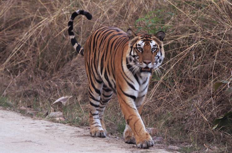 Panna National Park Tiger
