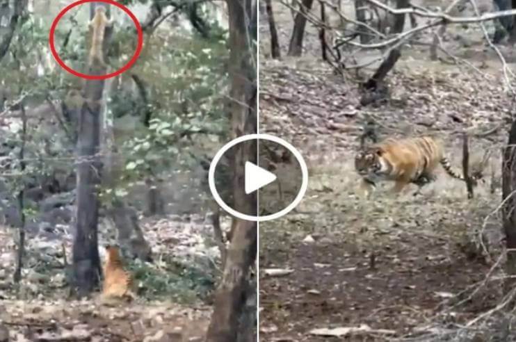 Panna Tiger Reserve Viral Video
