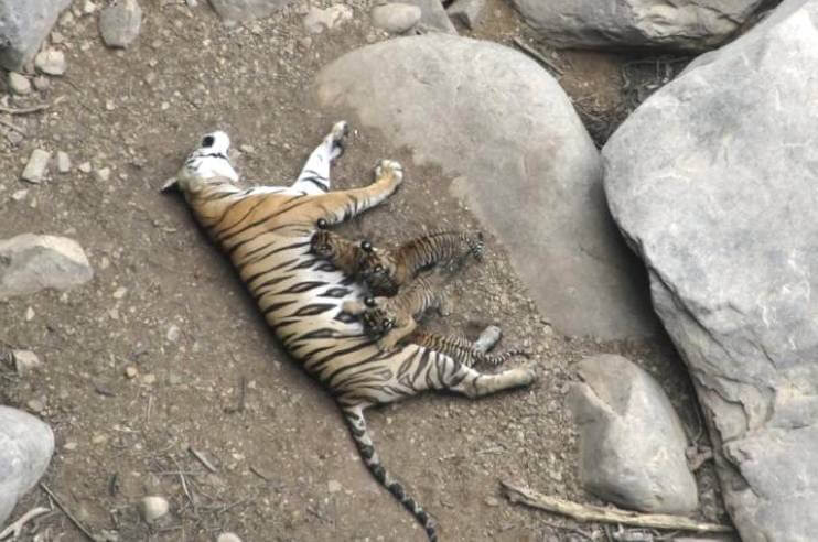 T1 Tigress Found Dead
