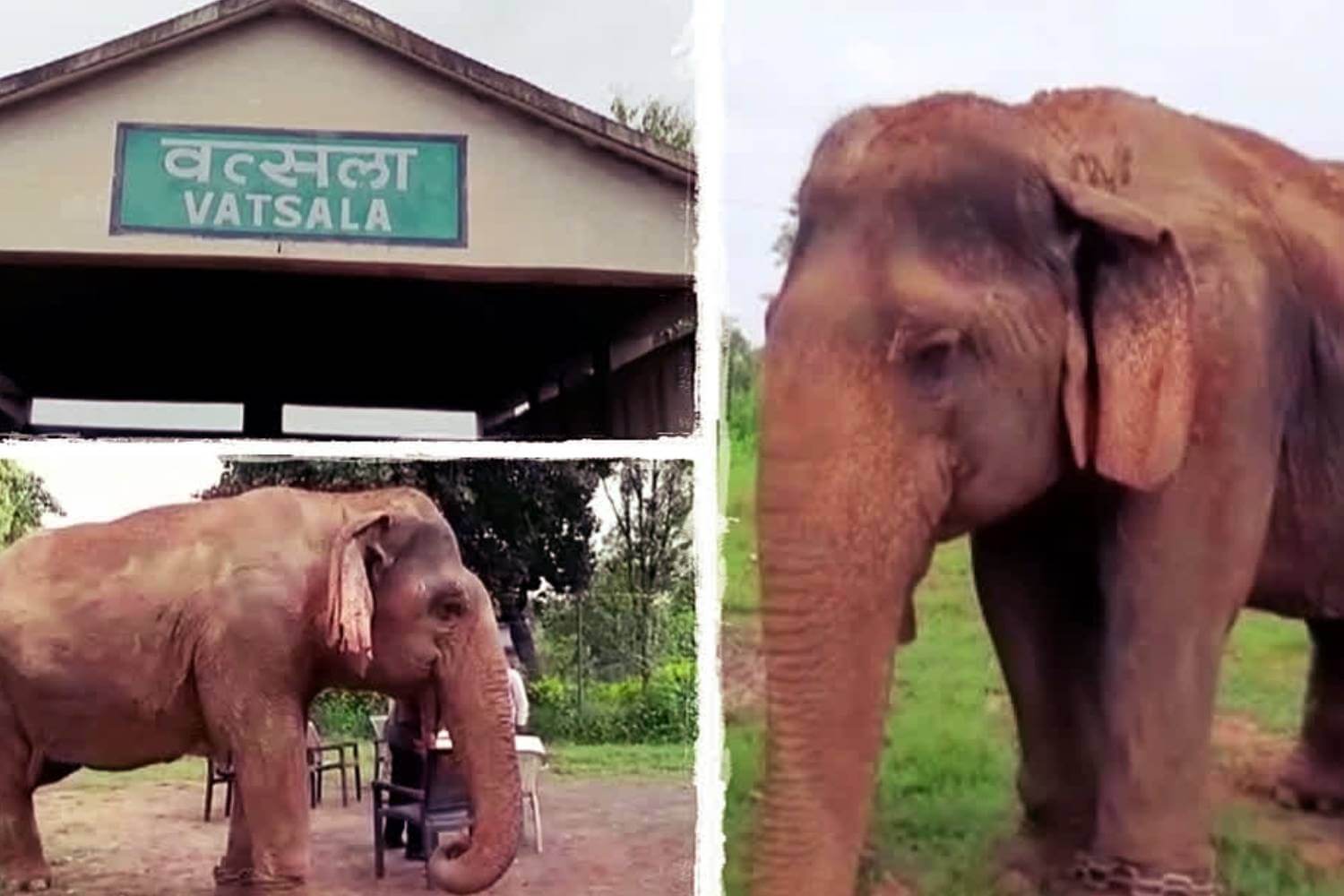 Vatsala, Asia’s Oldest Elephant, Passes Away at Panna Tiger Reserve
