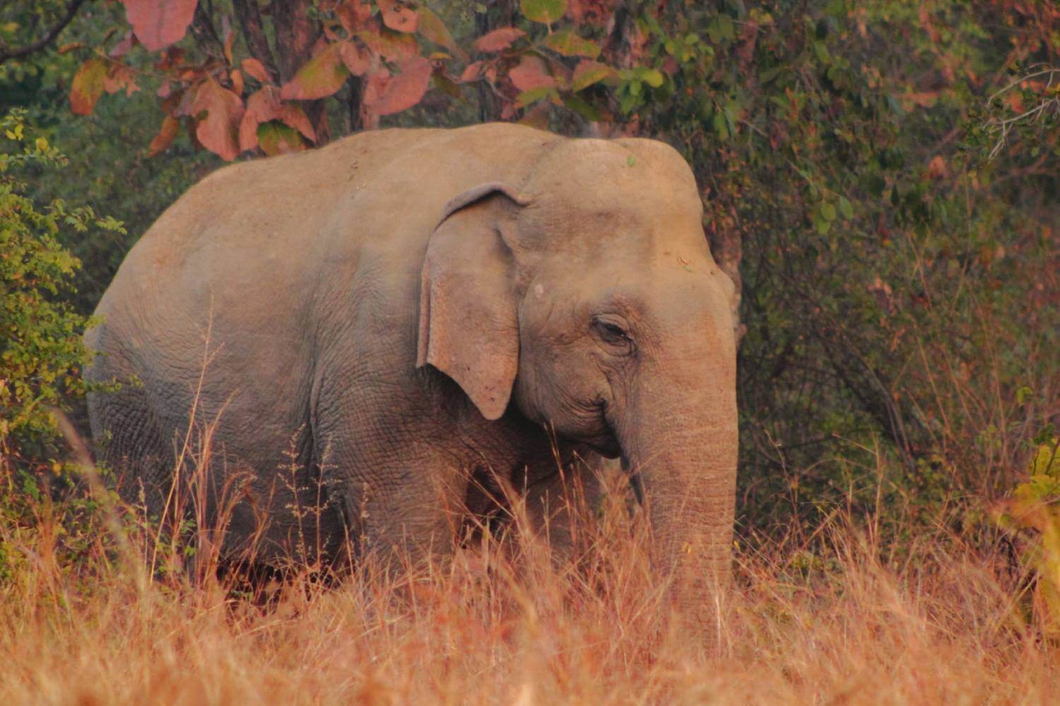 Vatsala, Asia’s Oldest Elephant