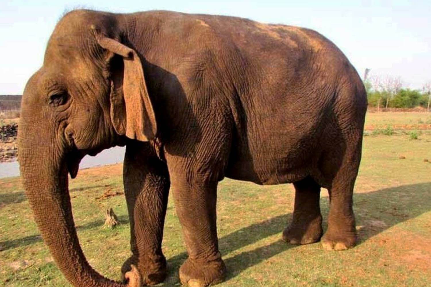 Vatsala, Asia’s Oldest Elephant
