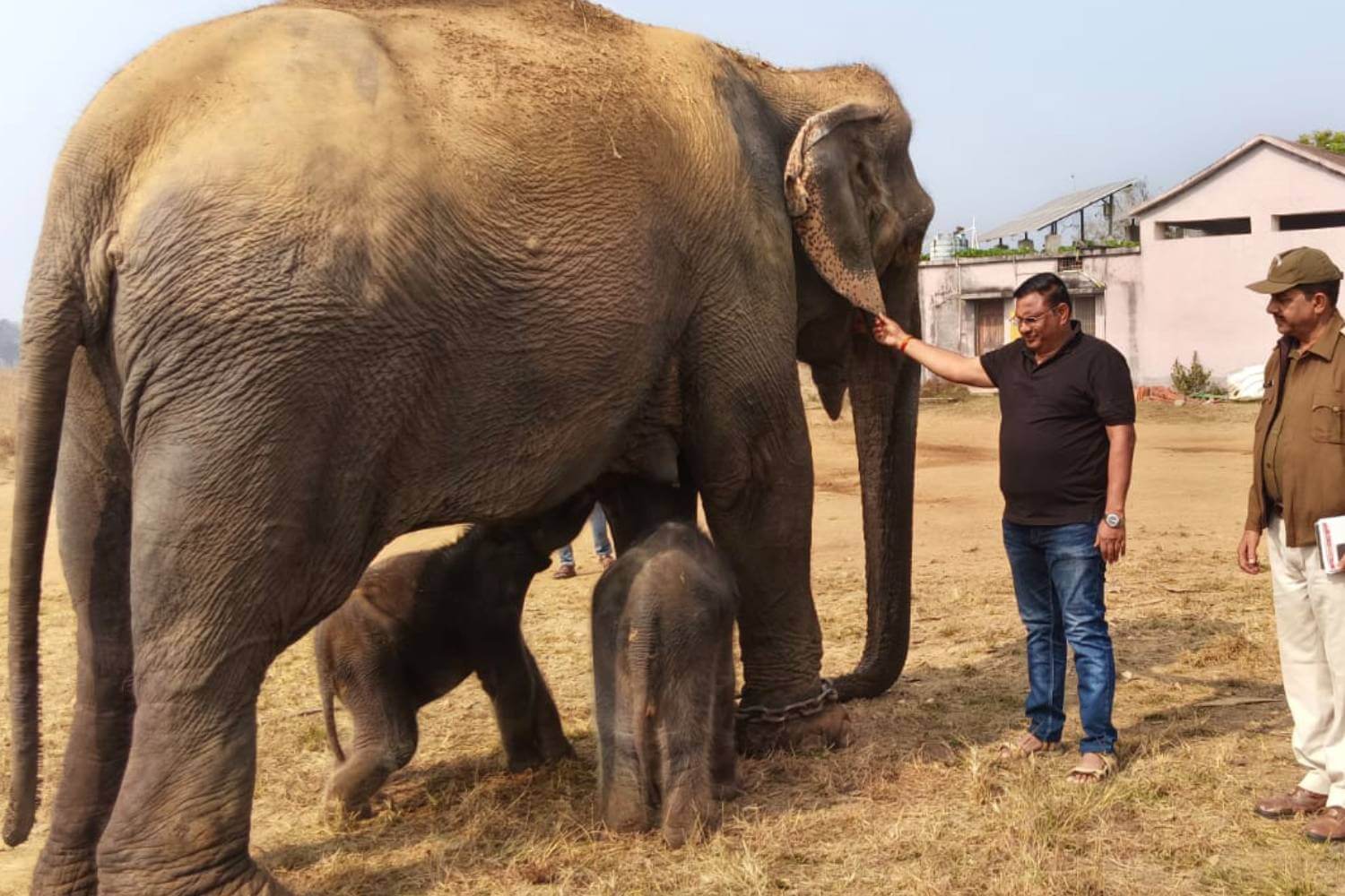 Elephant Anarkali Gives Birth to Twin Calves at Panna Tiger Reserve