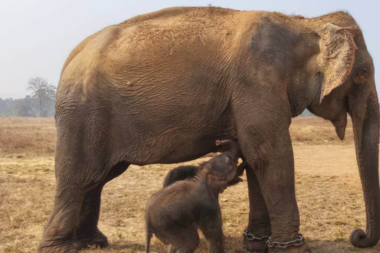 Elephant Anarkali Gives Birth to Twin Calves at Panna Tiger Reserve