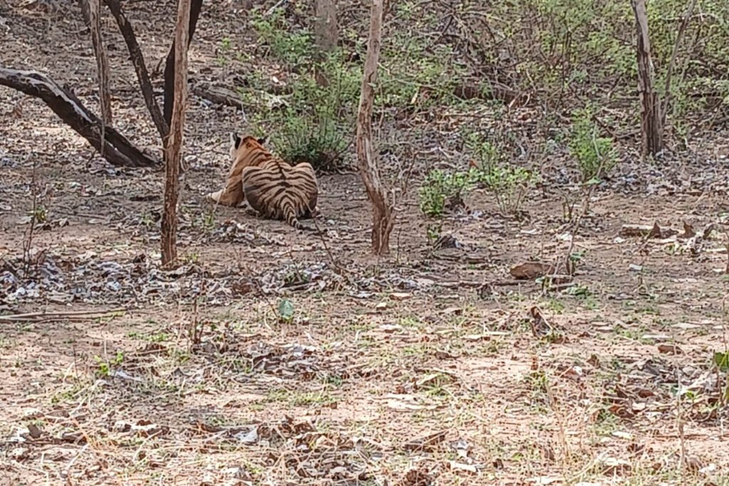 Panna National Park MP