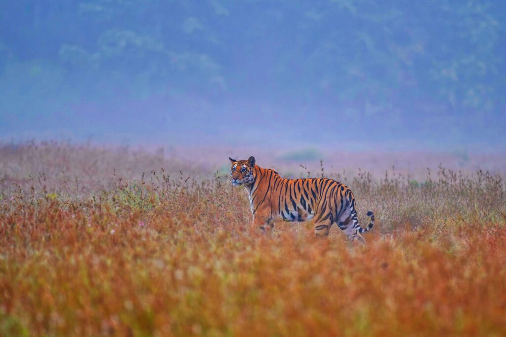 Panna National Park Madhya Pradesh