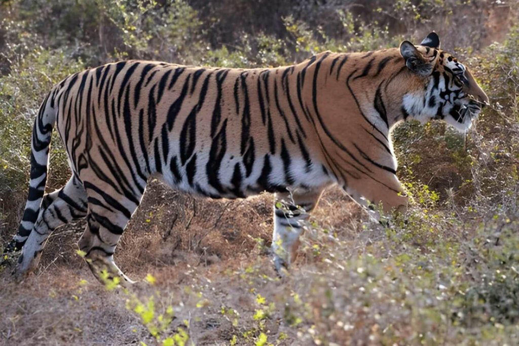 Panna Tiger Reserve