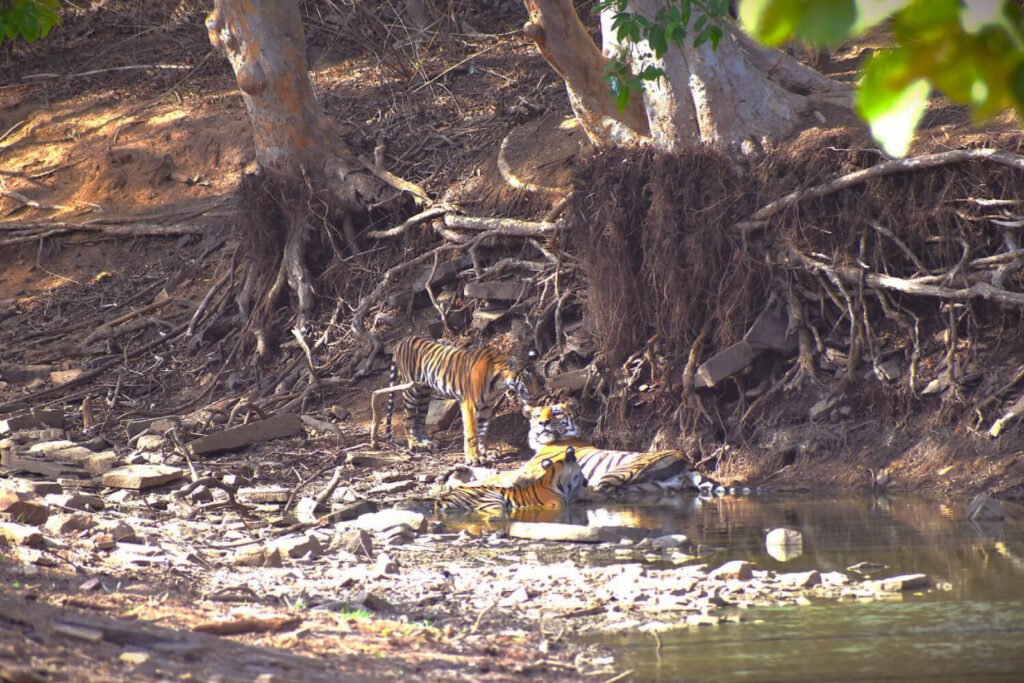 Panna Tiger Reserve MP