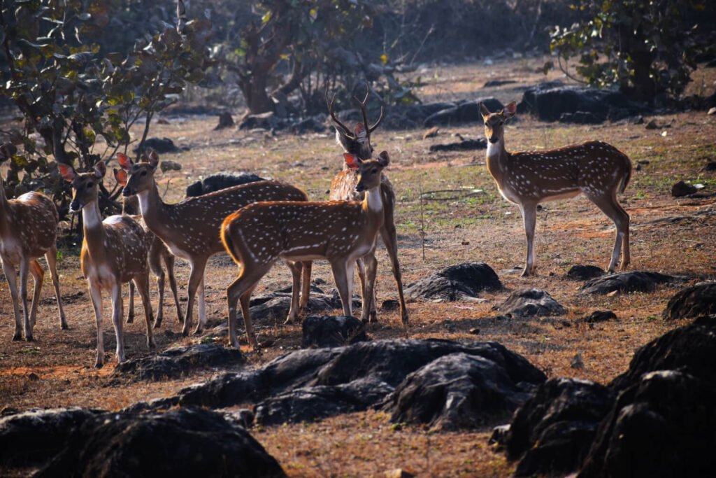 Wildlife in Panna National Park