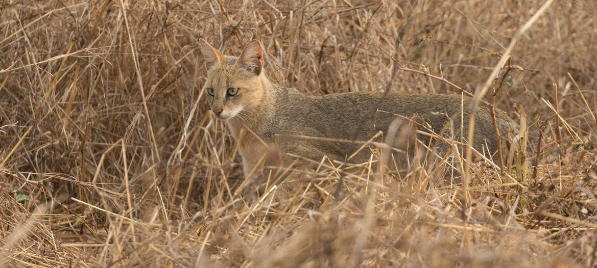 Pench Banner