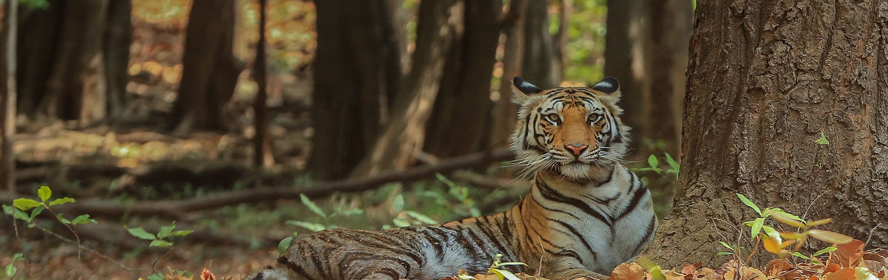 Facts about Bengal Tigers you might not know - Bandhavgarh National Park