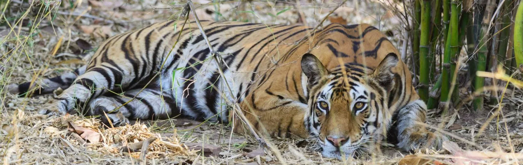Information about Panna Tiger Reserve, Madhya Pradesh, India