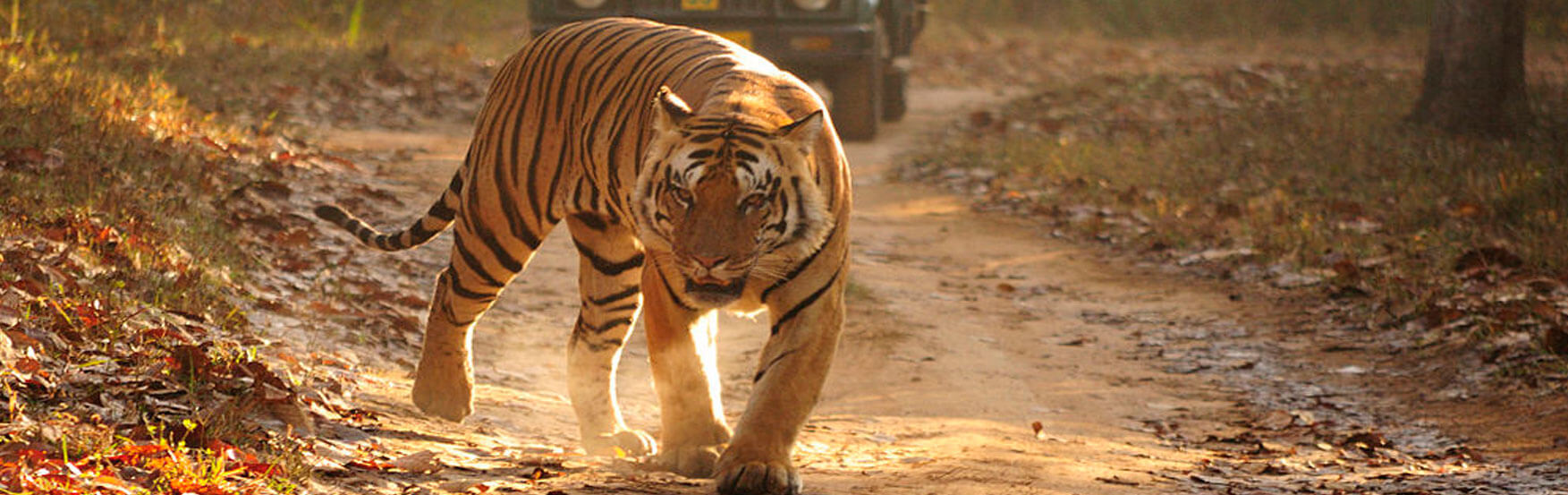 Kanha national park. madhya pradesh. india Stock Photo - Alamy