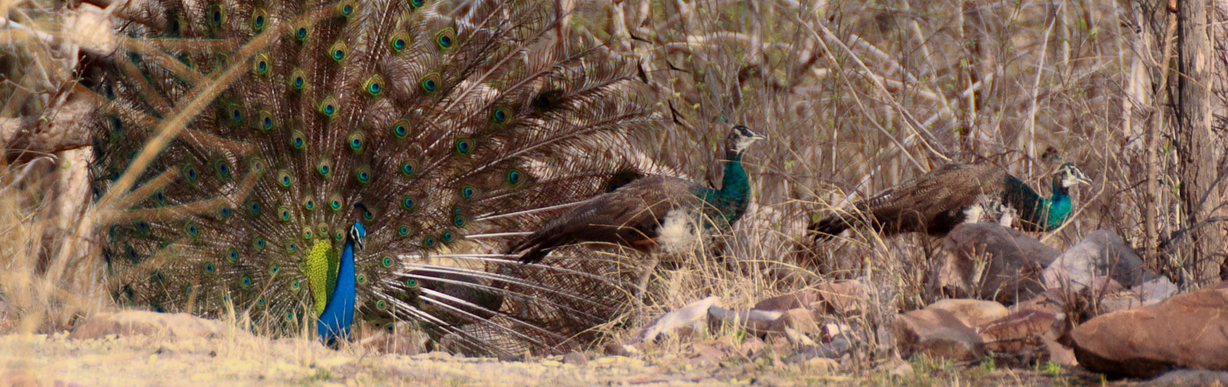 Pench Banner