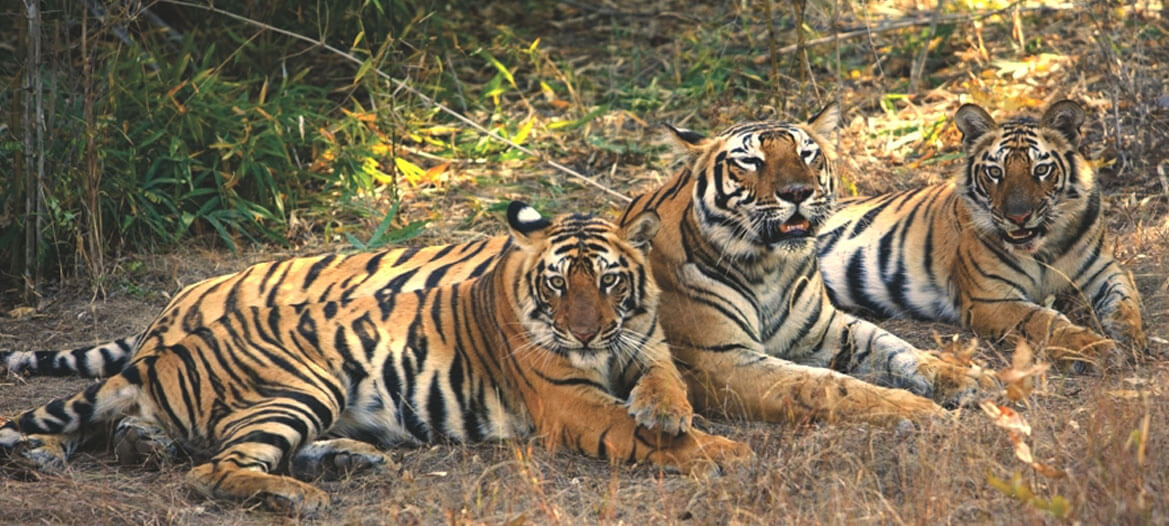 Pench Banner