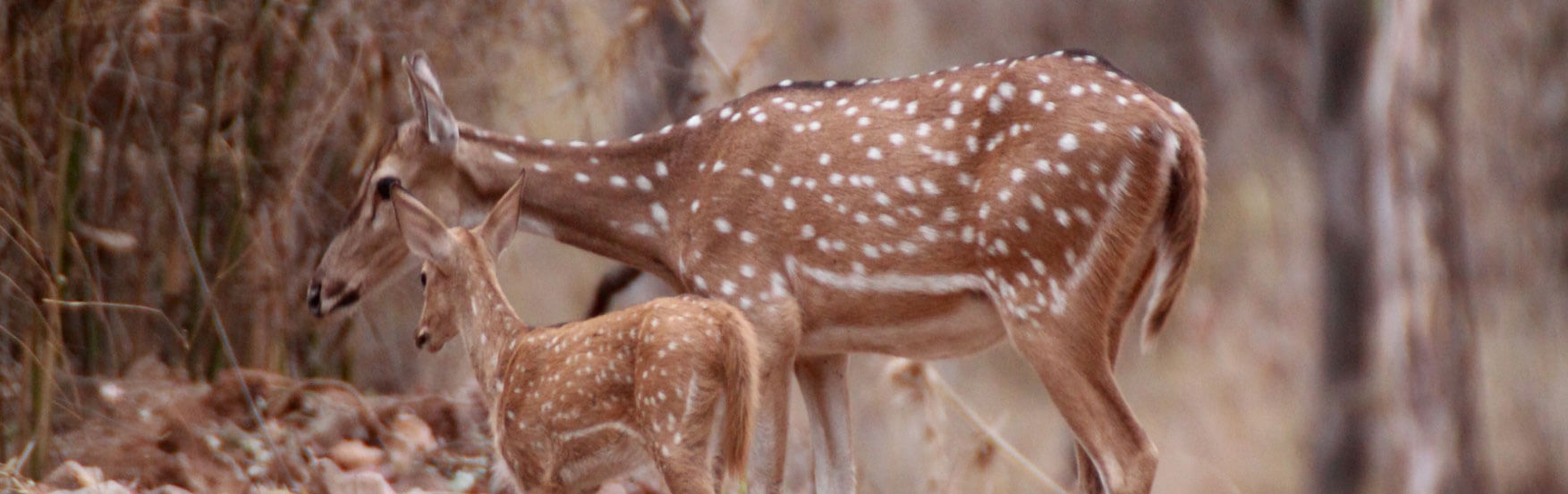 Pench Banner