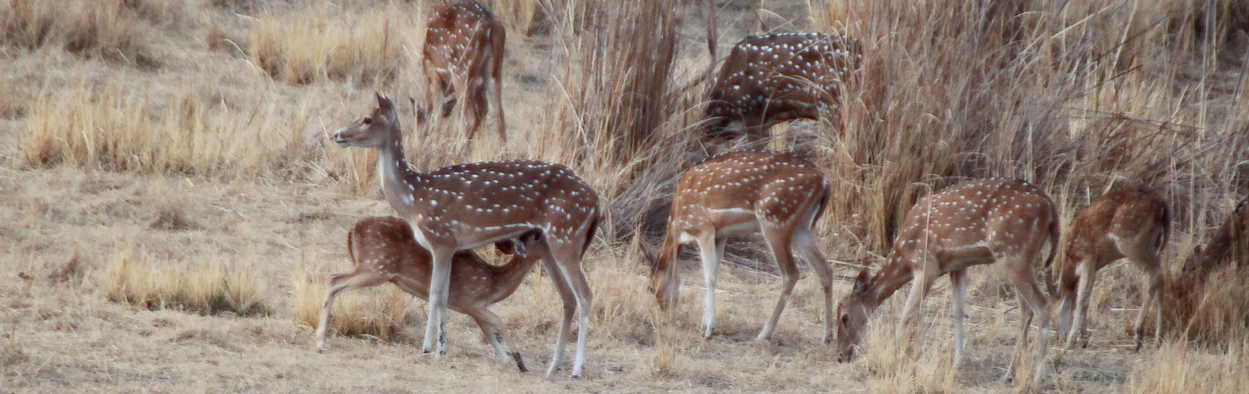 Pench Banner