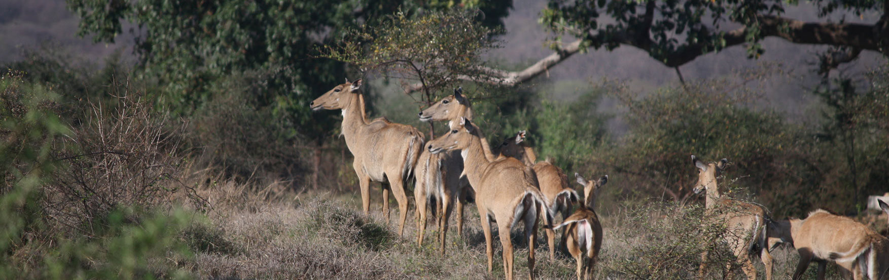 Pench Banner