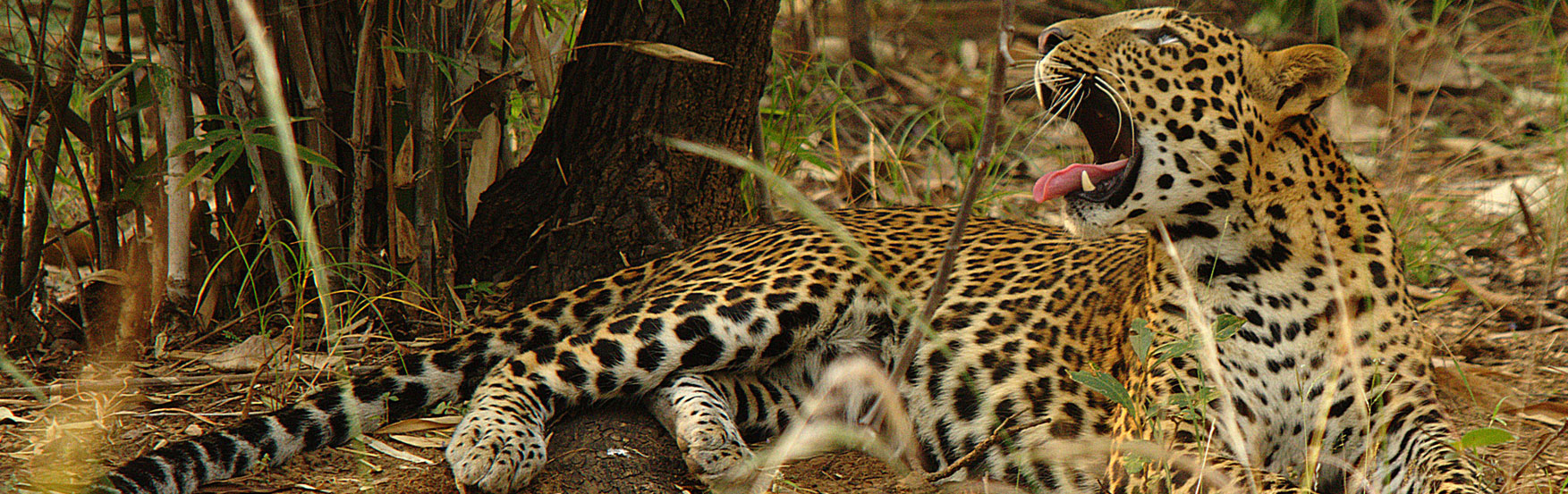 Pench Banner